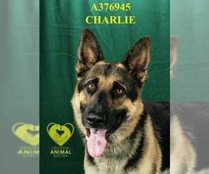 German Shepherd Dog Dogs for adoption in Stockton, CA, USA
