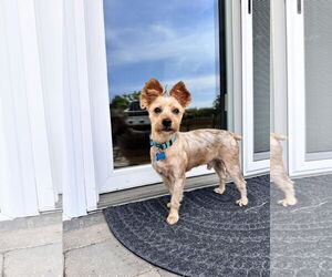 Mutt Dogs for adoption in Plainfield, IL, USA