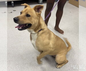 Retriever -Unknown Mix Dogs for adoption in Washington, DC, USA