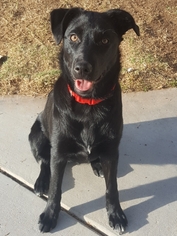 Border Collie-Unknown Mix Dogs for adoption in Surprise, AZ, USA