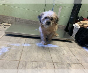 Mutt Dogs for adoption in Grand Prairie, TX, USA