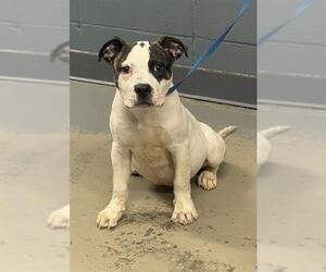 American Staffordshire Terrier Dogs for adoption in Tallahassee, FL, USA