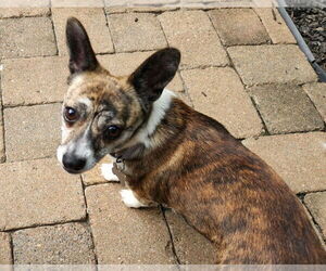 Mutt Dogs for adoption in Mooresville, NC, USA