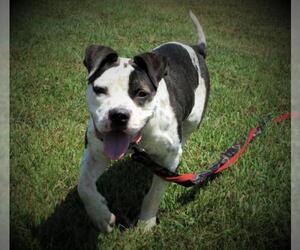 American Staffordshire Terrier-Unknown Mix Dogs for adoption in Centerton, AR, USA