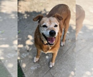 Basenji-Golden Retriever Mix Dogs for adoption in Dana Point, CA, USA