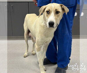 Labrador Retriever-Retriever  Mix Dogs for adoption in Washington, DC, USA
