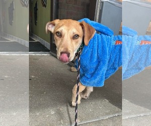 Mutt Dogs for adoption in Germantown, OH, USA