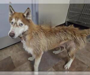 Siberian Husky Dogs for adoption in HESPERIA, CA, USA