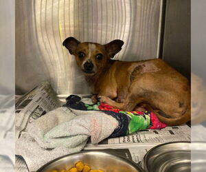 Chihuahua-Unknown Mix Dogs for adoption in San Antonio, TX, USA
