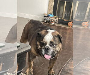 Bulldog Dogs for adoption in Woodland, CA, USA