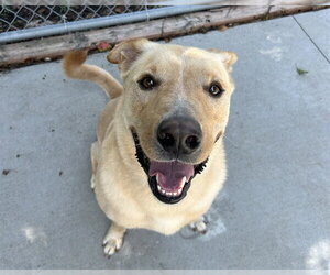 Labrador Retriever-Unknown Mix Dogs for adoption in Olathe, KS, USA