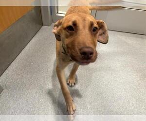 Labrador Retriever-Unknown Mix Dogs for adoption in Orange, CA, USA