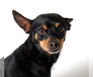 Miniature Pinscher Dogs for adoption in West Hollywood, CA, USA