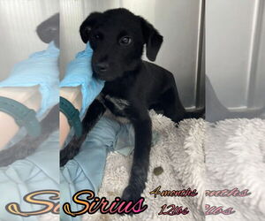 Labrador Retriever-Unknown Mix Dogs for adoption in Woodbury, NY, USA