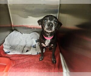 Chihuahua Dogs for adoption in Moreno Valley, CA, USA