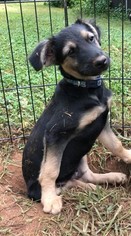 Medium Photo #1 Mutt Puppy For Sale in Greenville, SC, USA