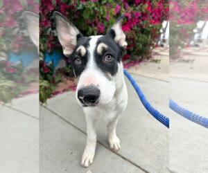 Mutt Dogs for adoption in Newport Beach, CA, USA