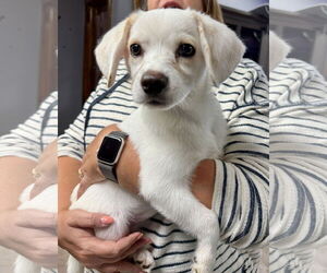 Chihuahua Dogs for adoption in GILBERTS, IL, USA