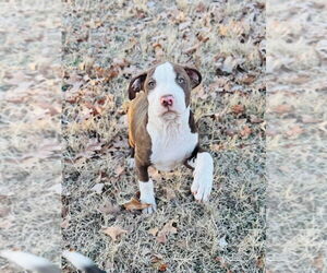 American Pit Bull Terrier Dogs for adoption in Claremore, OK, USA