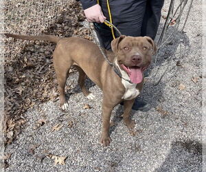 American Pit Bull Terrier-Unknown Mix Dogs for adoption in Rochester, NY, USA