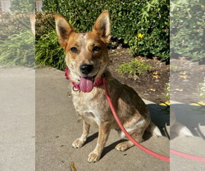 Mutt Dogs for adoption in Newport Beach, CA, USA