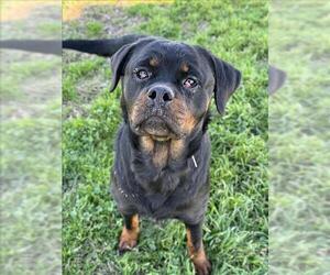 Rottweiler-Unknown Mix Dogs for adoption in Conroe, TX, USA