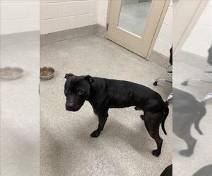 American Pit Bull Terrier-Unknown Mix Dogs for adoption in Fort Collins, CO, USA