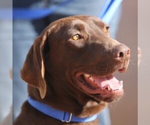 Chocolate Labrador retriever-Unknown Mix Dogs for adoption in Tucson, AZ, USA