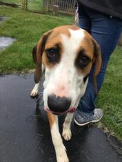 Treeing Walker Coonhound Dogs for adoption in Bauxite, AR, USA