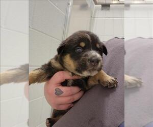 Labrador Retriever Dogs for adoption in Houston, TX, USA