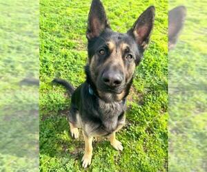 German Shepherd Dog Dogs for adoption in Sacramento, CA, USA