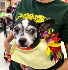 Boston Huahua Dogs for adoption in Clifton, TX, USA