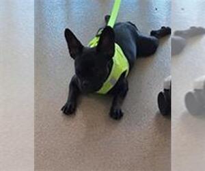 French Bulldog Dogs for adoption in Fort Lauderdale, FL, USA