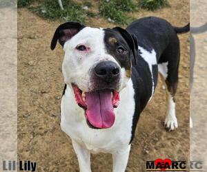 American Pit Bull Terrier Dogs for adoption in Maryville, TN, USA