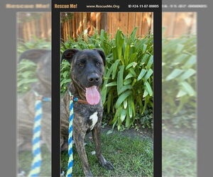 Bull Terrier-German Shepherd Dog Mix Dogs for adoption in Benton, PA, USA