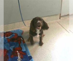 Boykin Spaniel Dogs for adoption in Tallahassee, FL, USA