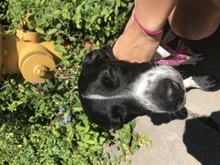 Borador Dogs for adoption in Hudson, CO, USA