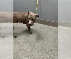 Mutt Dogs for adoption in Las Vegas, NV, USA