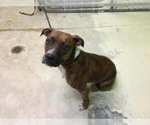 Boxer Dogs for adoption in Green Cove Springs, FL, USA