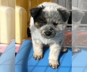 Mutt Dogs for adoption in Highland, IL, USA