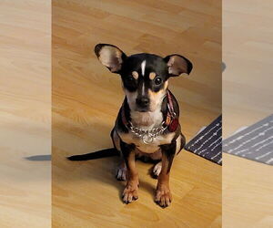 Chihuahua-Unknown Mix Dogs for adoption in Bellingham, WA, USA