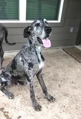 Great Dane Dogs for adoption in Austin, TX, USA
