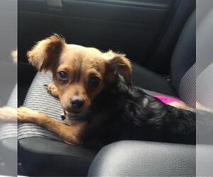 ShiChi Dogs for adoption in Bellevue, WA, USA