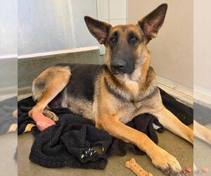 German Shepherd Dog-Unknown Mix Dogs for adoption in San Antonio, TX, USA
