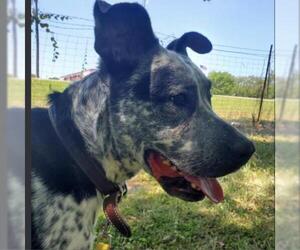 Catahoula Leopard Dog Dogs for adoption in Wadena, MN, USA
