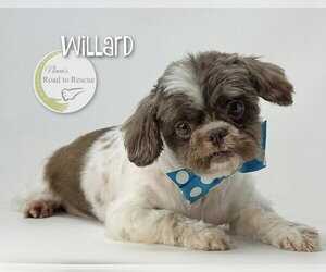 Shih Tzu Dogs for adoption in Benton, LA, USA