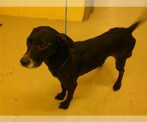 Dalmatian-Unknown Mix Dogs for adoption in Sanford, FL, USA