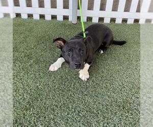 American Pit Bull Terrier-Basset Hound Mix Dogs for adoption in Modesto, CA, USA