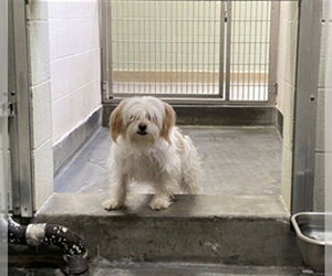 Maltese Dogs for adoption in Upland, CA, USA
