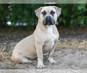 American Pit Bull Terrier-Unknown Mix Dogs for adoption in Tavares, FL, USA